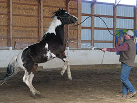 Equine Education